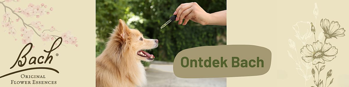 Dier, Hondje, Hond, Zoogdier, Huisdier, Dier, Hond, Zoogdier, Huisdier